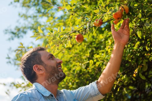 Preview: Choosing the best apples.