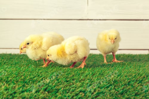 Preview: Little chicken on the grass