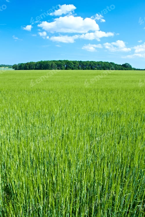 Preview: A landscape photo of a green field and blue sky