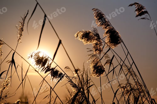 Preview: cattail plants in back-light