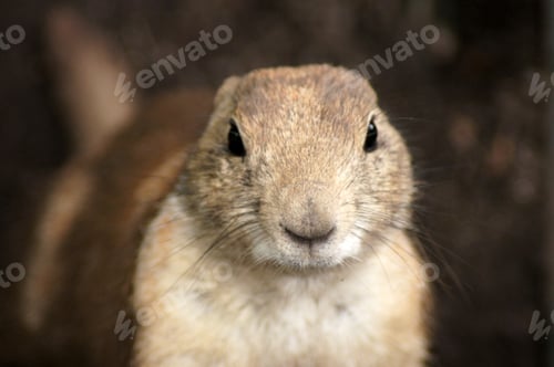 Preview: Closeup shot of a fluffy gopher