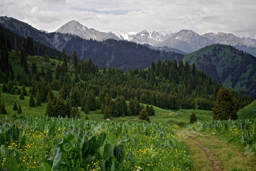 Preview: Flowers on the Mountain road