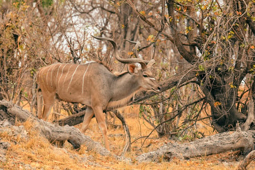 Preview: Kudu walking through dry brush in Botswana\'s national park during the golden hour of late afternoon