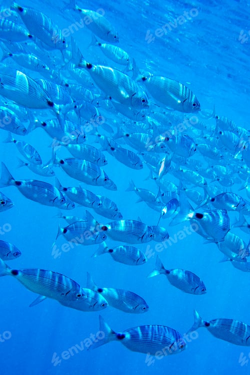 Preview: Saddled Seabream, Cabo Cope-Puntas del Calnegre Natural Park, Spain