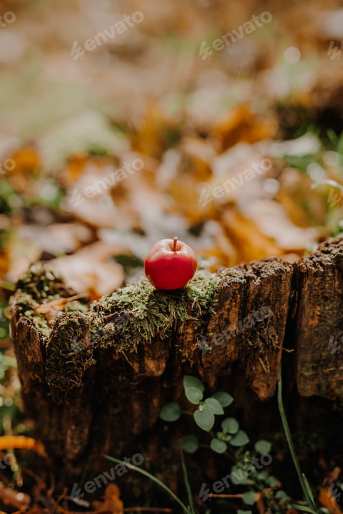 Preview: Red apple on tree stump
