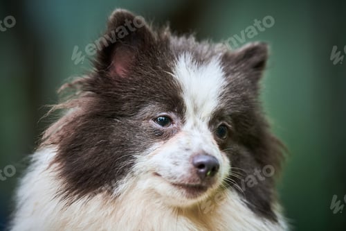 Preview: Pomeranian Spitz dog in garden, close up face portrait