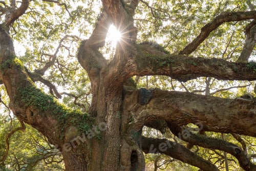 Preview: Sun Shinning Through An Oak. Charleston South Carolina