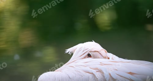 Preview: Close-up of a pelican with its head tucked under its wing