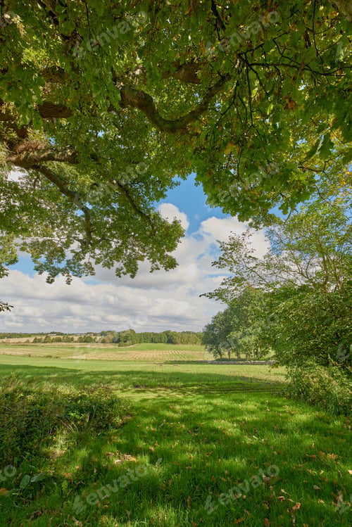Preview: A photo of green and lush forest