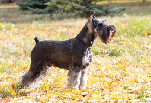 Preview: Dog training. A dog stand for an exhibition. Practicing skills to win contests