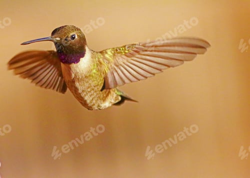 Preview: Natural background image of hummingbird in flight.