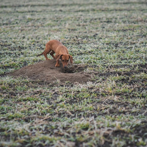 Preview: Dog breed dachshund while hunting outdoors in winter morning