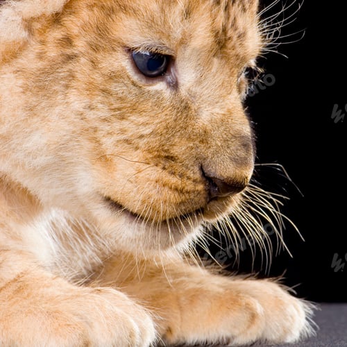 Preview: Lion Cub