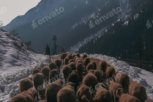 Preview: Shepherd carrying sheep to near pahalgam, Kashmir, India