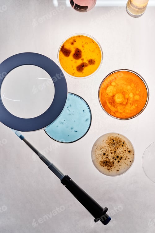 Preview: Petri Dishes with Colorful Bacterial Cultures under Magnifying Glass