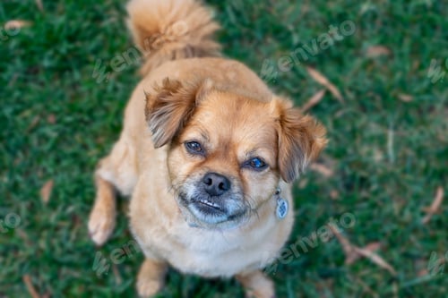 Preview: Cute dog looking up sitting on grass