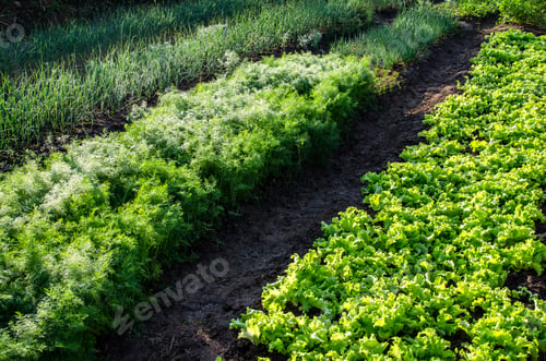 Preview: Vegetable garden