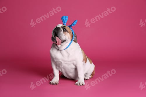 Preview: Adorable funny English bulldog with bow on pink background