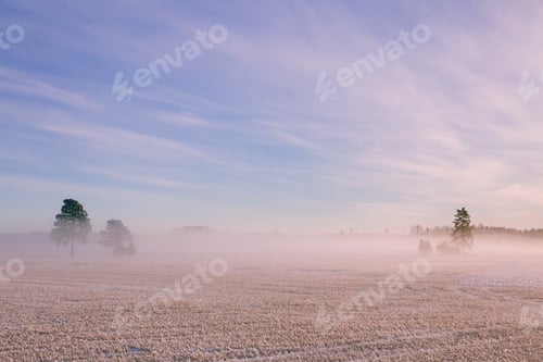 Preview: Morning winter landscape. Snow trees and frosty fog on the field.