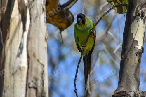 Preview: wild nanday parakeet (Aratinga nenday) perching in a tree