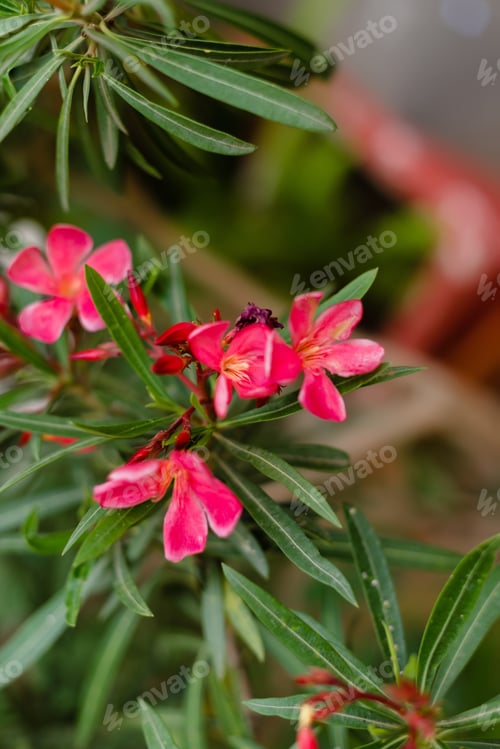 Preview: Beautiful exotic purple flowers