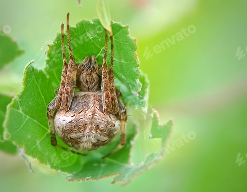 Preview: Spider