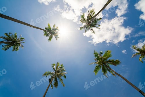 Preview: Bottom view coconut tree with sunshine
