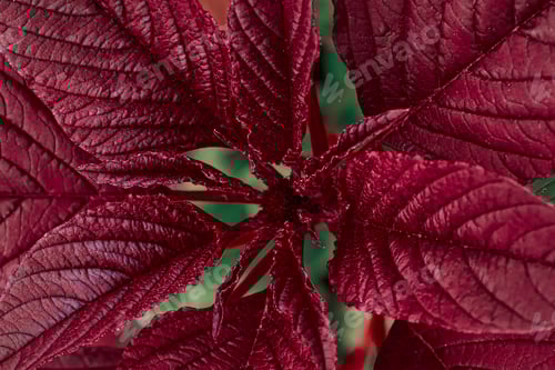 Preview: Beautiful red autumn flower in garden.