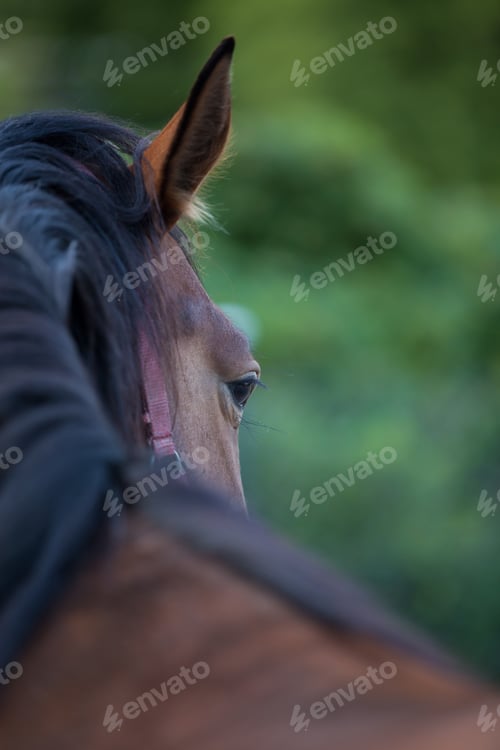 Preview: Horse Portrait from the Back