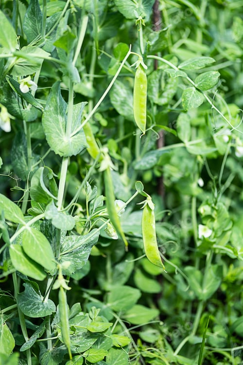 Preview: Pod of Green Peas Growing on Farmland.