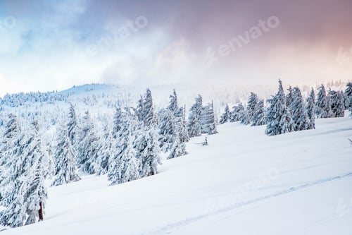Preview: amazing winter landscape with snowy fir trees