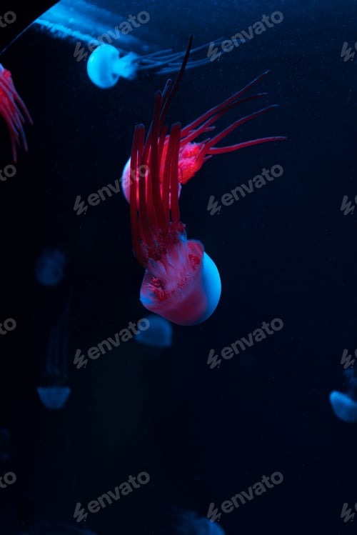 Preview: Jellyfishes with colored neon lights on dark background