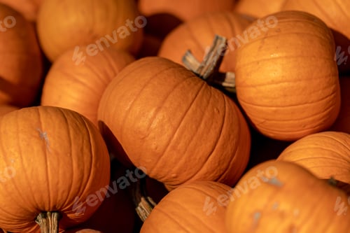 Preview: Pumpkins