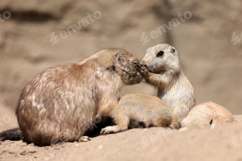 Preview: Prairie dogs standing together close up