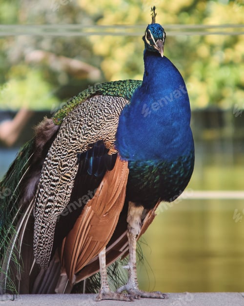 Preview: Vertical closeup shot of a beautiful vibrant peacock
