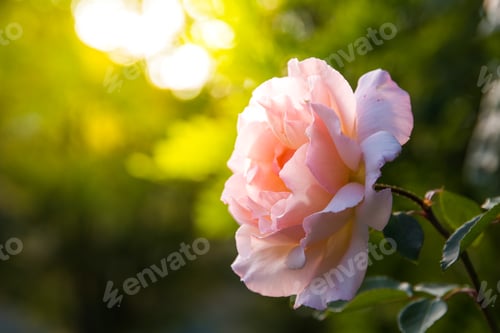 Preview: Pink rose flower