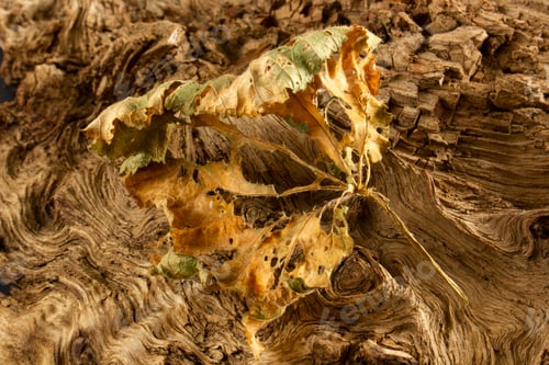 Preview: dry leaf on tree root