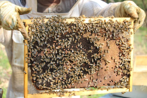 Preview: Close-up of bees - A beekeeper at work in his apiary.