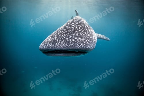 Preview: Whaleshark (Rhincodon typus) swimming in open waters, Moalboal, Cebu, Philippines
