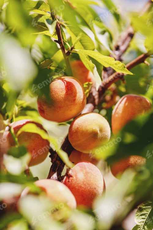 Preview: harvesting