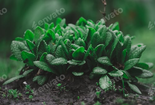 Preview: Bush with large green leaves Primula acaulis in the garden on a spring