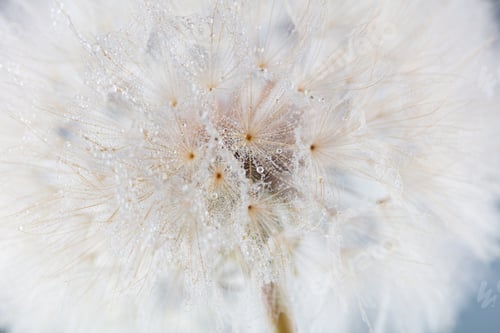 Preview: Abstract dandelion macro flower background. Seed macro closeup. Soft focus