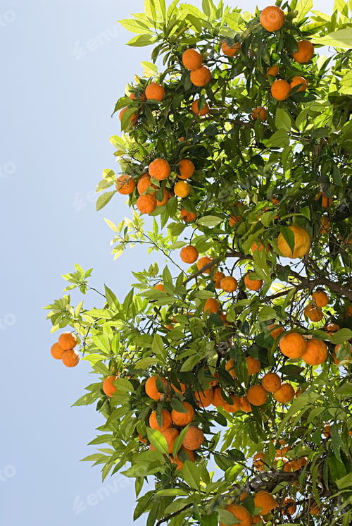 Preview: Oranges on tree