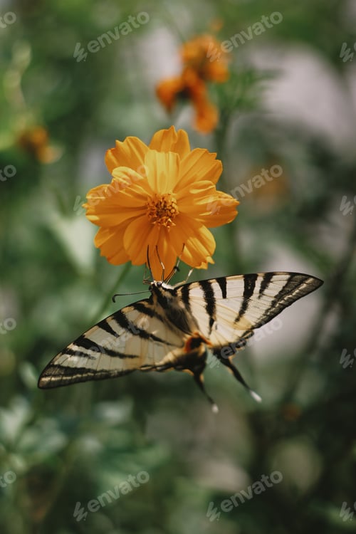 Preview: striped butterfly and orange flower, garden