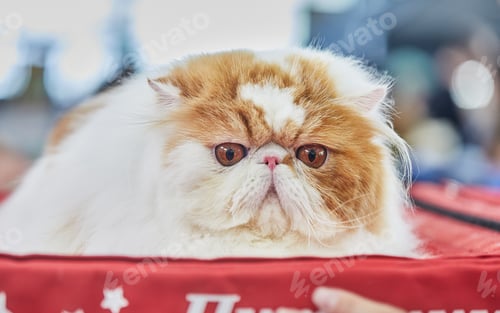 Preview: Bicolor Persian cat is sitting on her house