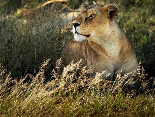 Preview: Best wildlife experiences in the world