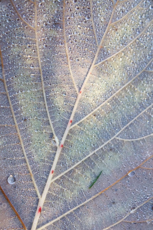 Preview: Raindrop Leaf