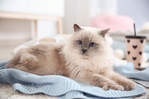 Preview: Cute cat lying on knitted sweater at home. Warm and cozy winter