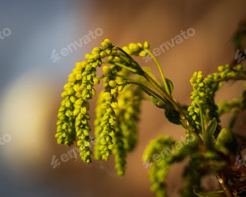 Preview: Chiastophyllum oppositifolium with yellow trailing flowers growing in garden on blurred background