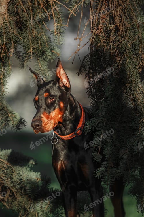 Preview: Doberman dog outdoor. Dog on a walk in summer. Dog in the park.